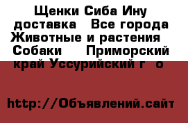 Щенки Сиба Ину доставка - Все города Животные и растения » Собаки   . Приморский край,Уссурийский г. о. 